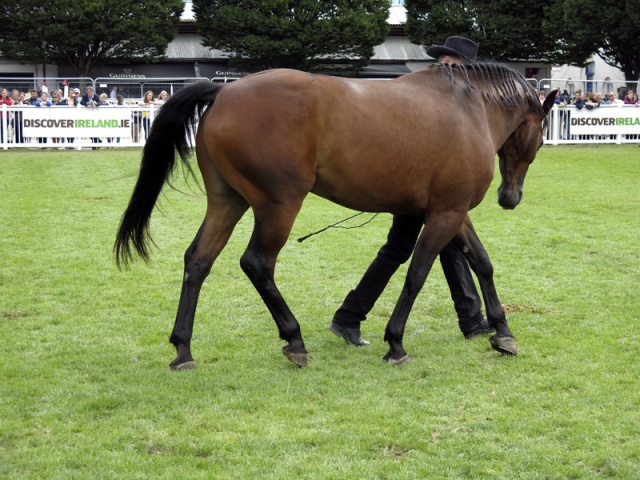 Dublin Horse Show Ireland photo 1