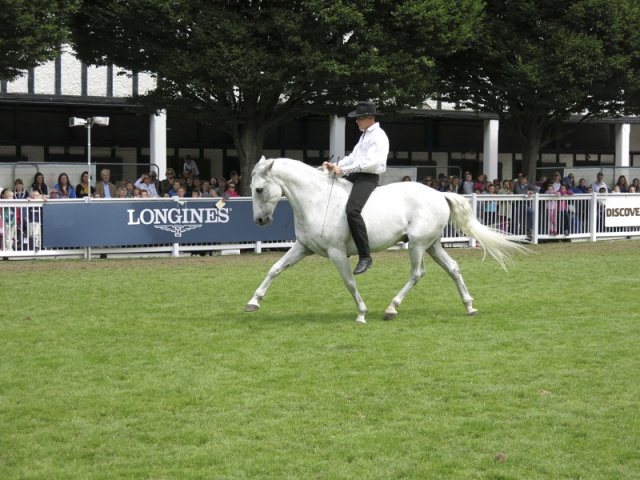 Dublin Horse Show Ireland photo 2