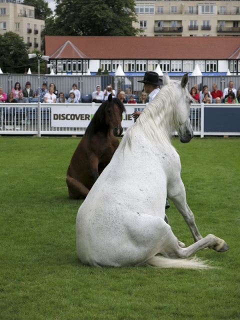 Dublin Horse Show Ireland photo 5