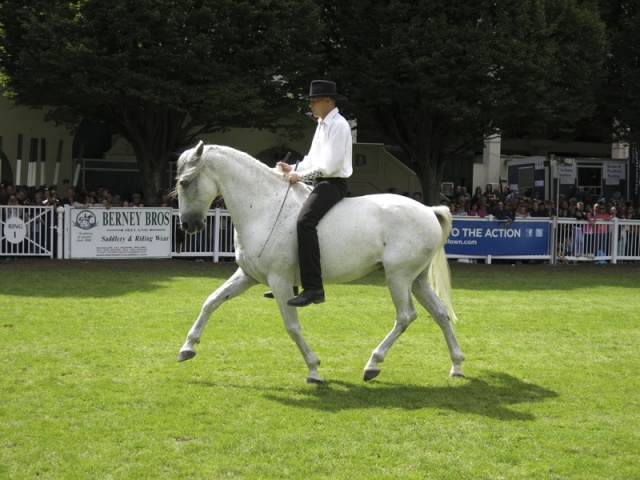 Dublin Horse Show Ireland photo 6