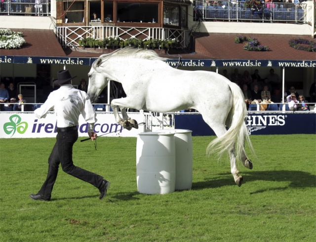 Dublin Horse Show Ireland photo 7