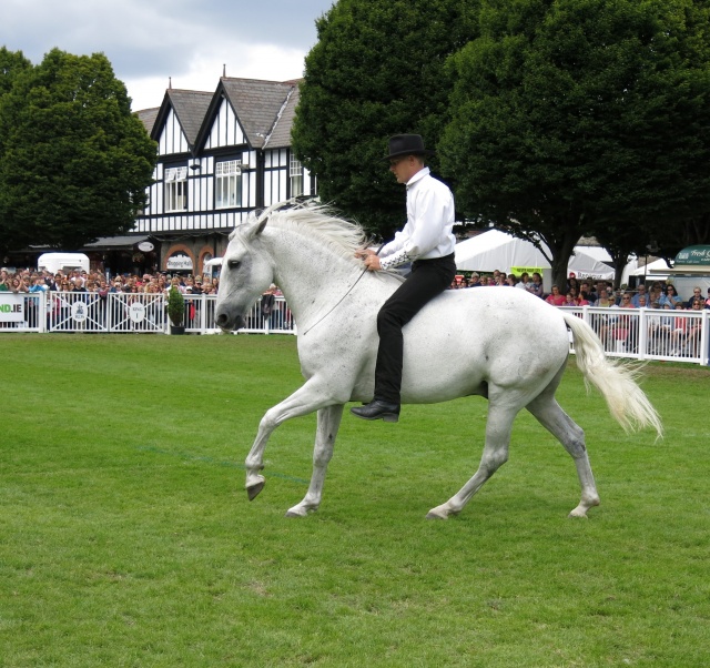 Dublin Horse Show Ireland photo 8