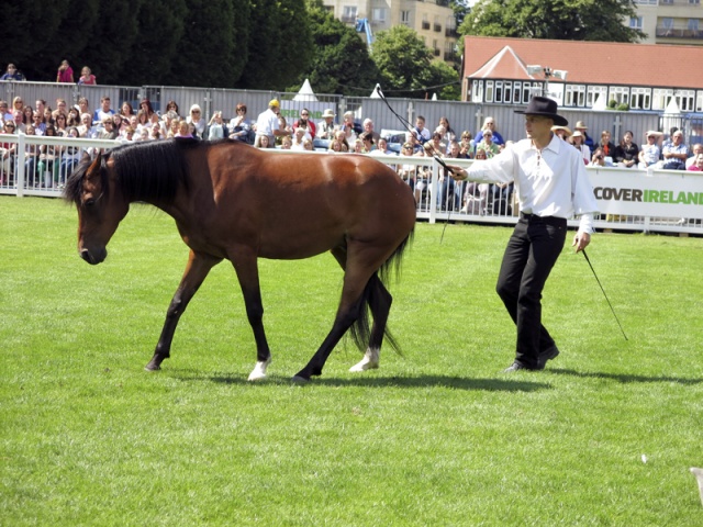 Dublin Horse Show Ireland photo 9