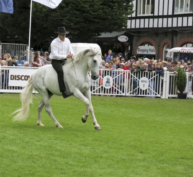 Dublin Horse Show Ireland photo 10