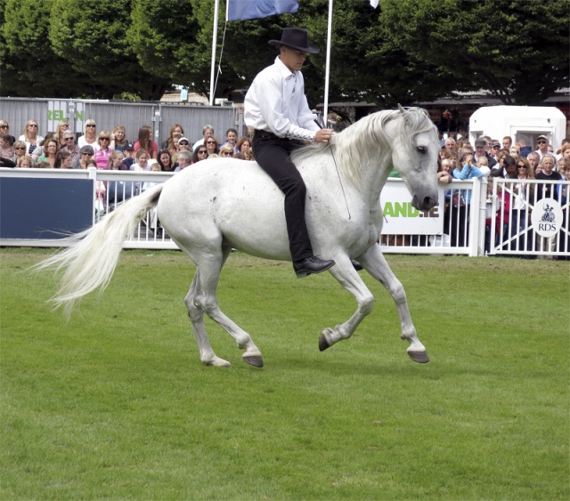 Dublin Horse Show Ireland photo 11
