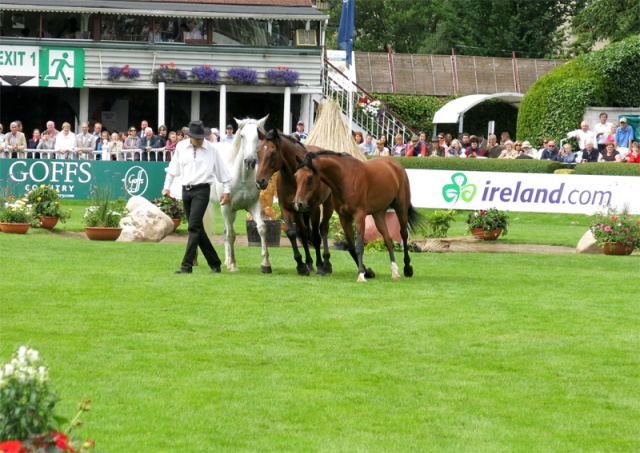 Dublin Horse Show Ireland photo 12