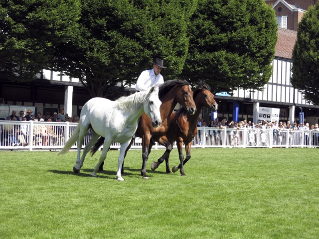 Dublin Horse Show Ireland photo 13